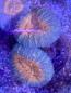 Preview: Lobophyllia corymbosa